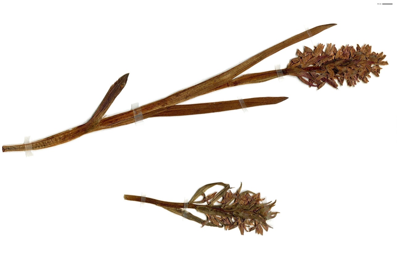 Dactylorhiza incarnata subsp. incarnata var. incarnata (Orchidaceae)